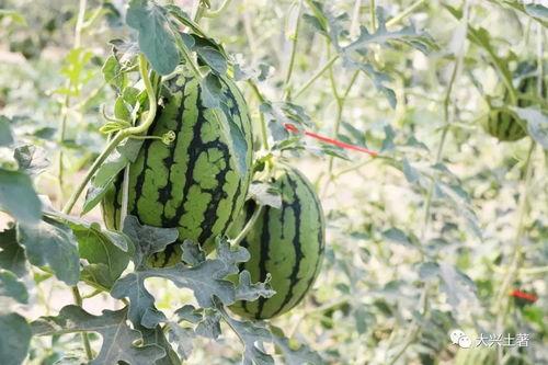 山南网红吃瓜,揭秘幕后故事与热门话题 第2张 山南网红吃瓜,揭秘幕后故事与热门话题 第2张